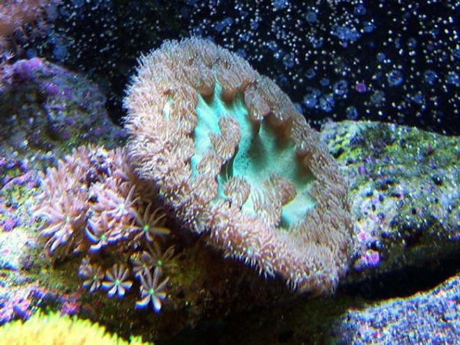 corals inverts - turbinaria peltata - cup coral, pagoda stocking in 160 gallons tank - Pagoda Cup