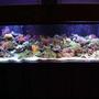 160 gallons reef tank (mostly live coral and fish) - SKYDIVE182's Reef Tank
