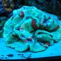 corals inverts - trachyphyllia radiata - brain coral, wellsophyllia stocking in 160 gallons tank - Large Open Brain under actinics
