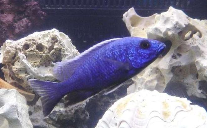 freshwater fish - sciaenochromis fryeri - electric blue hap stocking in 55 gallons tank - hap. (blue) ahli