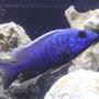 freshwater fish - sciaenochromis fryeri - electric blue hap stocking in 55 gallons tank - hap. (blue) ahli