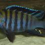 freshwater fish - cynotilapia afra - afra cichlid stocking in 120 gallons tank - Anyone know the name of this guy?