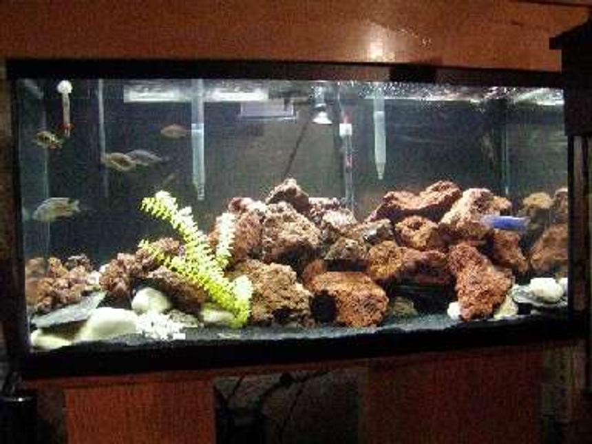 Rated #139: 135 Gallons Freshwater Fish Tank - lava rock and a few haps
