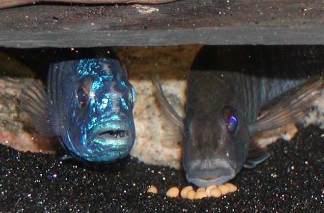 freshwater fish - aulonocara nyassae - blue peacock cichlid stocking in 135 gallons tank - holding eggs and ready for more eggs