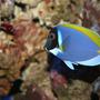 saltwater fish - acanthurus leucosternon - powder blue tang stocking in 100 gallons tank - This is my Powder Blue Tang named Dora. These fish are supposed to be peaceful, but Dora is the KING FISH in my tank and she doesn't let the other fish forget it!