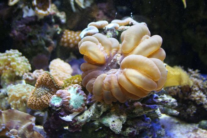 corals inverts - cynarina lacrymalis - button coral stocking in 100 gallons tank - Doughnut Coral, Ricordea, Candy Coral, yellow zoos and welsi ( I think).