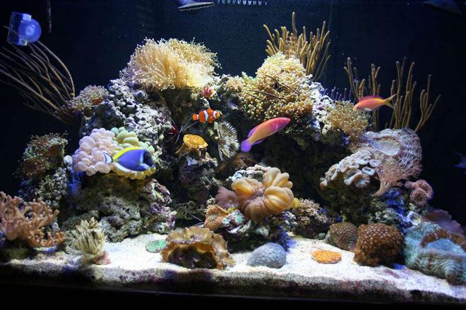 100 gallons reef tank (mostly live coral and fish) - My 100 Gallon Reef Tank! I LOVE this hobby, it is so relaxing and cool to watch the corals change and grow. It's fun buying new coral, but an expensive hobby :(