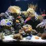 100 gallons reef tank (mostly live coral and fish) - My 100 Gallon Reef Tank! I LOVE this hobby, it is so relaxing and cool to watch the corals change and grow. It's fun buying new coral, but an expensive hobby :(