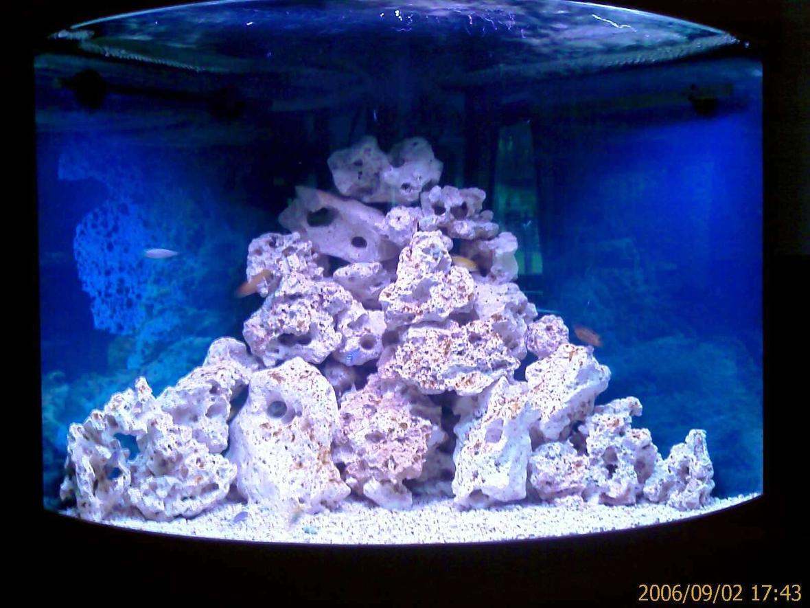 50 gallons freshwater fish tank (mostly fish and non-living decorations) - Malawi Mbuna corner aquarium