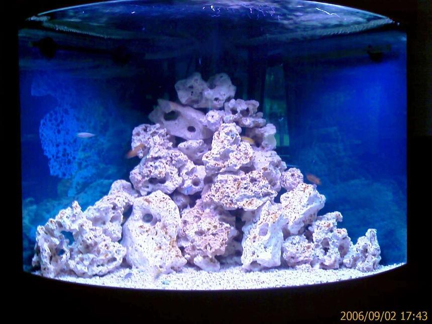 Rated #136: 50 Gallons Freshwater Fish Tank - Malawi Mbuna corner aquarium