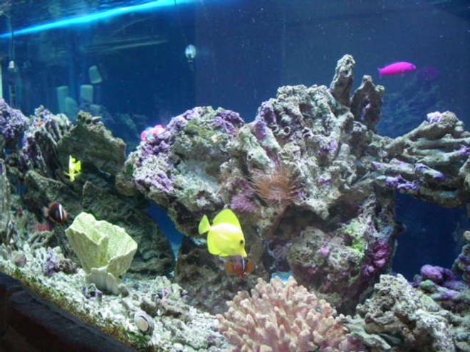 120 gallons saltwater fish tank (mostly fish, little/no live coral) - 120 gallon tank