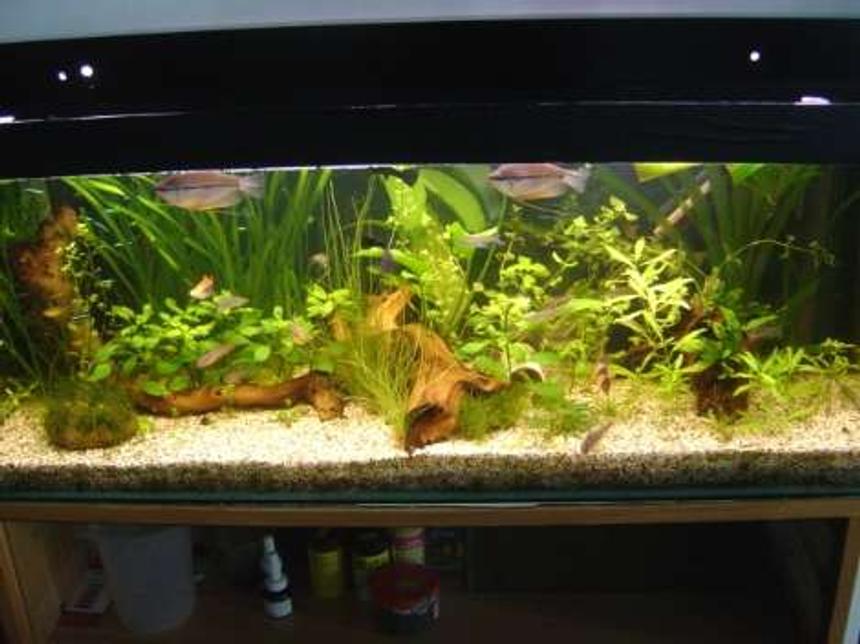 Rated #71: 95 Gallons Planted Tank - Here's my lo-tech planted 3foot tank.  It runs only one standard bulb and no CO2, just rabbit pooh and liquid ferts to keep the growth rate up ;)