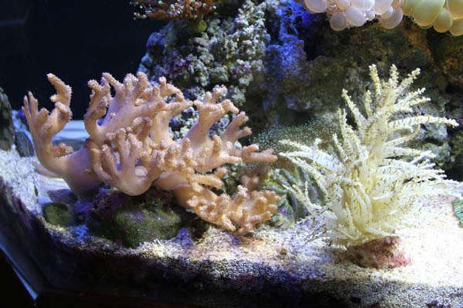 corals inverts - sphaerella spp. - christmas tree coral stocking in 100 gallons tank - This is a Christmas Tree Coral and  Devils Hand (I believe), The coral on the left started out as 2 little "arms" and now it has a dozen of them!!