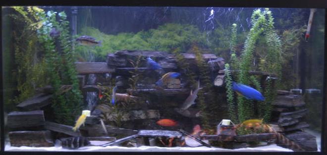 90 gallons freshwater fish tank (mostly fish and non-living decorations) - not the best pic i'm working on it