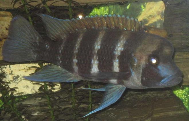 freshwater fish - cyphotilapia frontosa - frontosa cichlid stocking in 90 gallons tank - My frontosa 7"