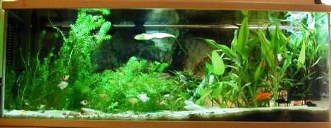 26 gallons planted tank (mostly live plants and fish) - Fullview of the tank.