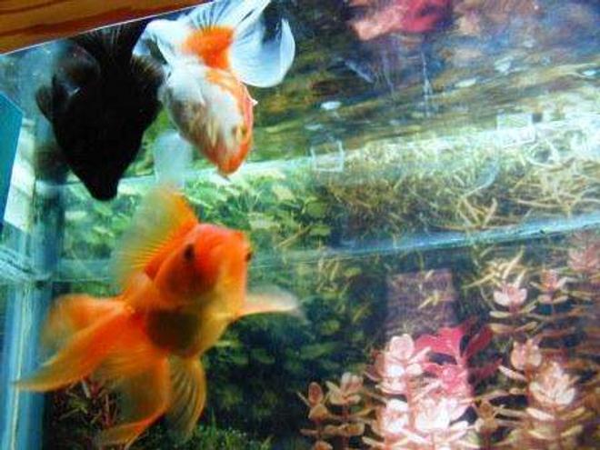 freshwater fish - carassius auratus - red oranda goldfish stocking in 26 gallons tank - My goldfishes.  Sorry for the bad picture.  I pamper them a lot and they have become little rascals.  They dont stand still for the camera.