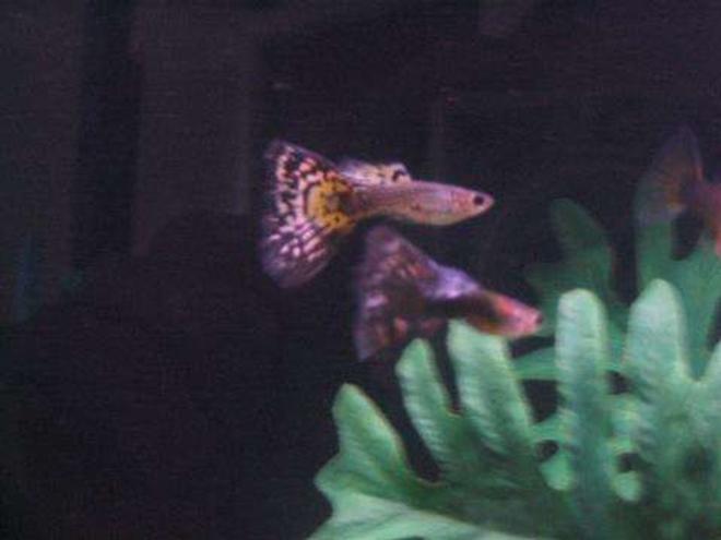 freshwater fish - poecilia reticulata - blue cobra guppy stocking in 45 gallons tank - Two of my gangster guppies... They aren't as pretty anymore- sadly, the ongoing guppy war has taken most of their tails :(