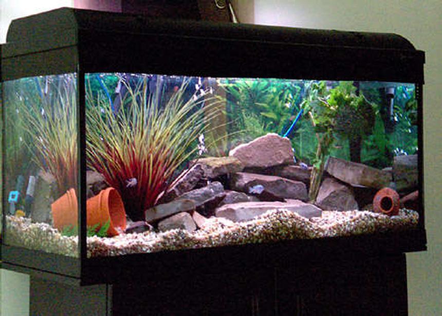 Rated #62: 55 Gallons Freshwater Fish Tank - New Design for my 55 Gallons African Cichlid tank...