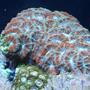corals inverts - acanthastrea lordhowensis - aussie acan lord stocking in 29 gallons tank - acan