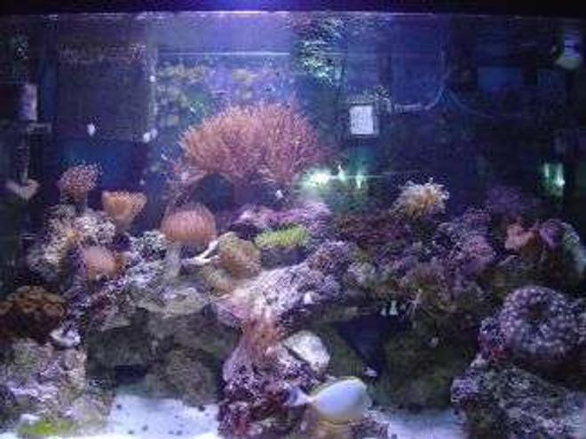 65 gallons reef tank (mostly live coral and fish) - 65g Mixed Reef