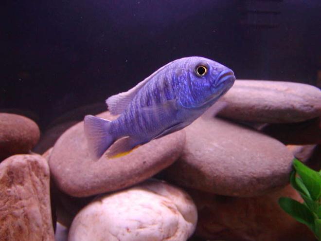 freshwater fish - sciaenochromis fryeri - electric blue hap stocking in 75 gallons tank - Freyeri