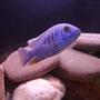 freshwater fish - sciaenochromis fryeri - electric blue hap stocking in 75 gallons tank - Freyeri