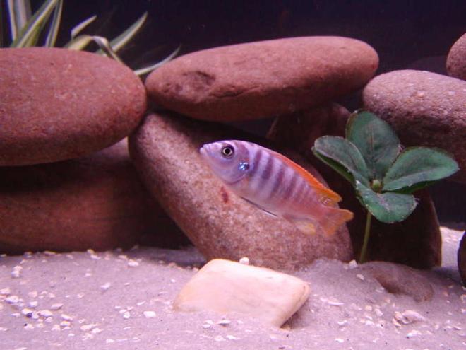 freshwater fish - metriaclima greshakei - ice blue red top zebra stocking in 75 gallons tank - Ice blue zebra