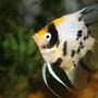 freshwater fish - pterophyllum sp. - albino angel - angelfish