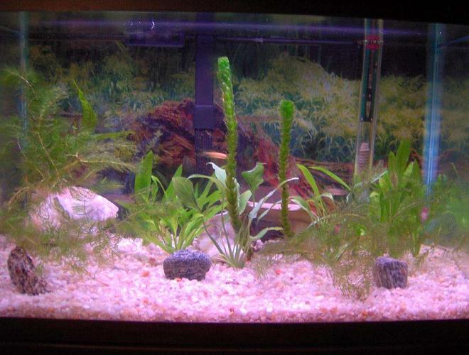 10 gallons planted tank (mostly live plants and fish) - My first tank.  10 Gallon with small fish and small plants.  Aqua-Glo bulb gives everything the purplish tint... but I like the low CRI.