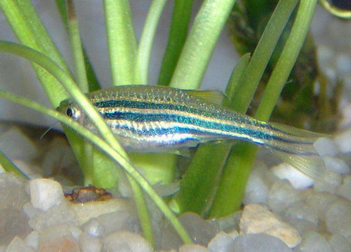 freshwater fish - danio rerio - zebra danio stocking in 10 gallons tank - One of my female zebra danios looking for food