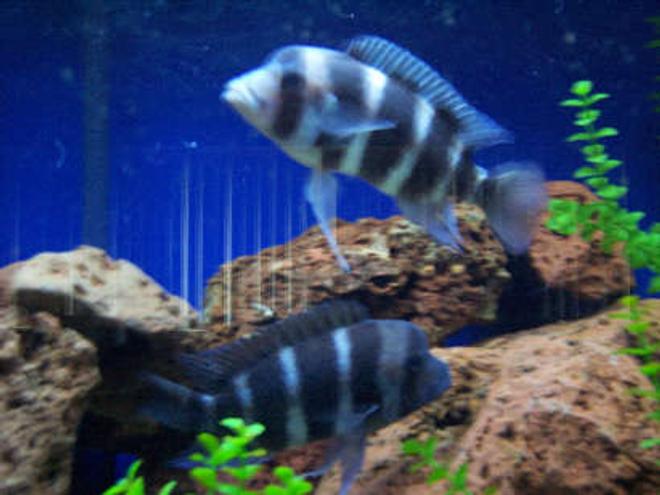 freshwater fish - cyphotilapia frontosa - frontosa cichlid stocking in 180 gallons tank - two adult frontosa 8" female and 7" female