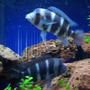 freshwater fish - cyphotilapia frontosa - frontosa cichlid stocking in 180 gallons tank - two adult frontosa 8" female and 7" female