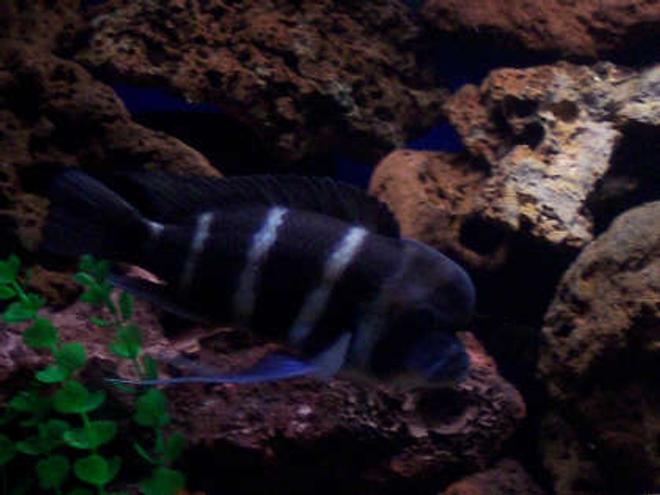 freshwater fish - cyphotilapia frontosa - frontosa cichlid stocking in 180 gallons tank - 10 " male frontosa