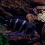 freshwater fish - cyphotilapia frontosa - frontosa cichlid stocking in 180 gallons tank - 10 " male frontosa
