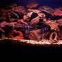 freshwater fish - cyphotilapia frontosa - frontosa cichlid stocking in 180 gallons tank - two frontosa about 6" and 5" part of the 7 adults in this tank, they have succesfully spawned once already and Im hoping for more!