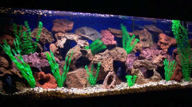 125 gallons freshwater fish tank (mostly fish and non-living decorations) - 125 frontosa colony