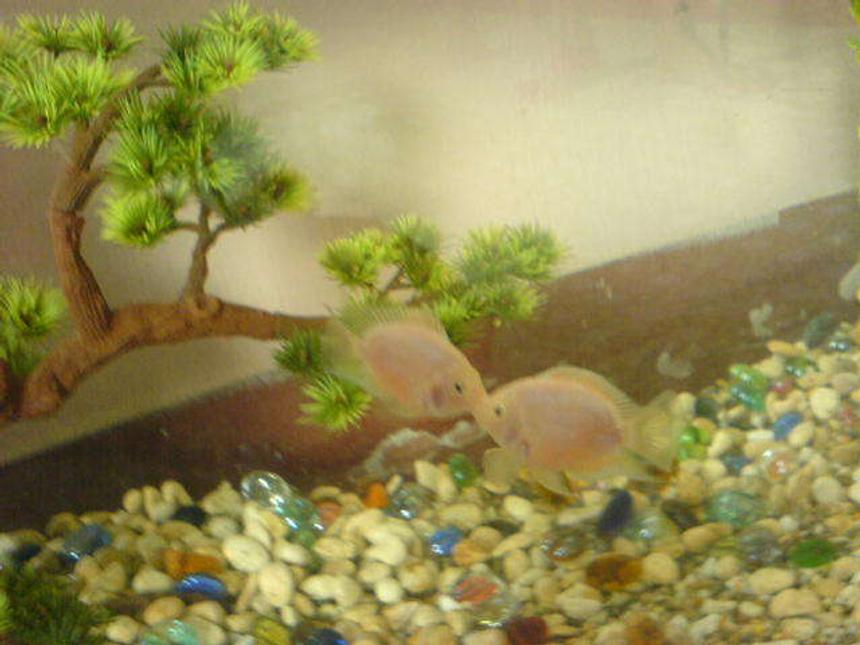 Rated #2365: Freshwater Fish - Jelly Bean Parrot Cichild Stocking In 30 Gallons Tank - kissing parrot