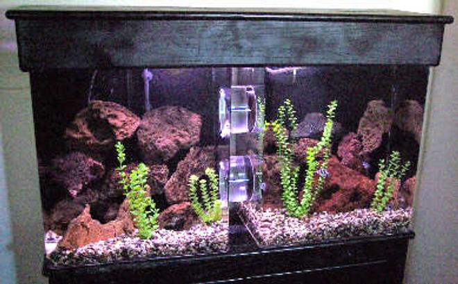 60 gallons freshwater fish tank (mostly fish and non-living decorations) - 60 split tank connected with two 6 inch tubes