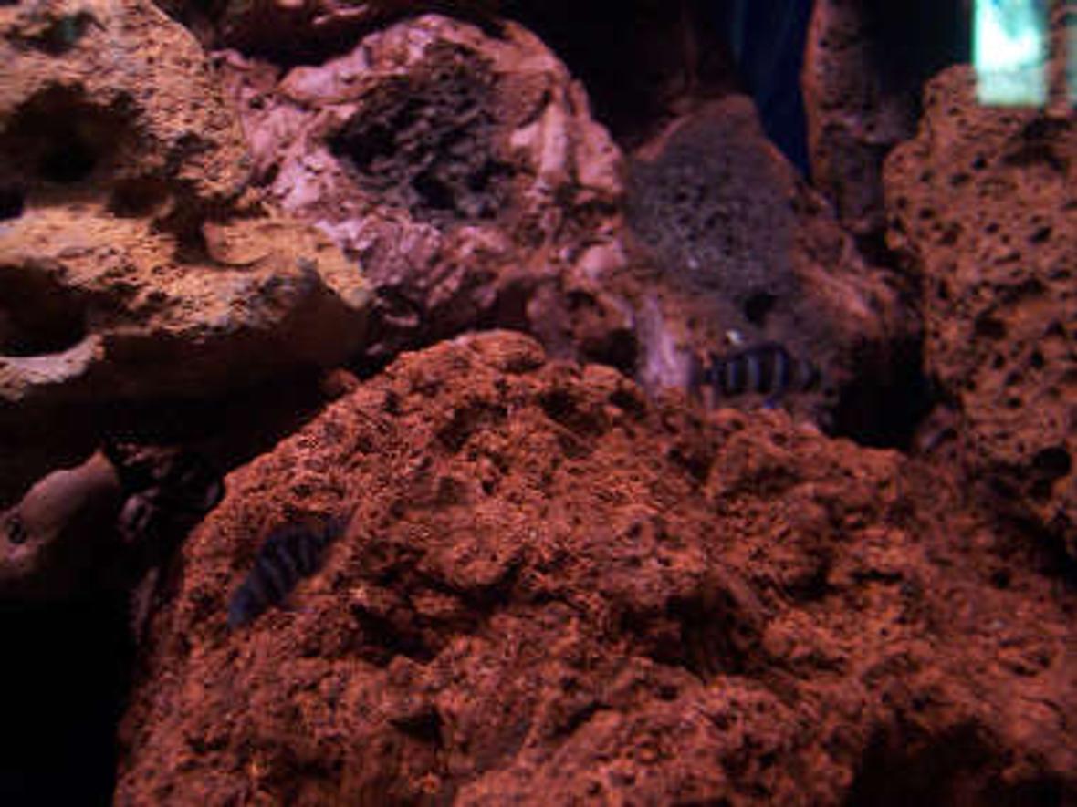 freshwater fish - cyphotilapia frontosa - frontosa cichlid stocking in 60 gallons tank - my baby frontosa