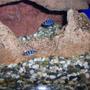 freshwater fish - cyphotilapia frontosa - frontosa cichlid stocking in 60 gallons tank - my baby frontosa, about 3/4" long