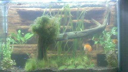 75 gallons planted tank (mostly live plants and fish) - Discus tank