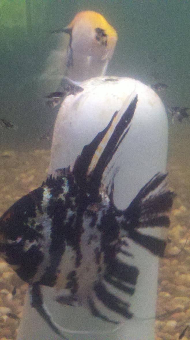 Rated #50: Freshwater Fish - Pterophyllum Sp. - Koi Angel Stocking In 75 Gallons Tank - Female angelfish laying fresh batch
of eggs in same tank with her 1
month old babies