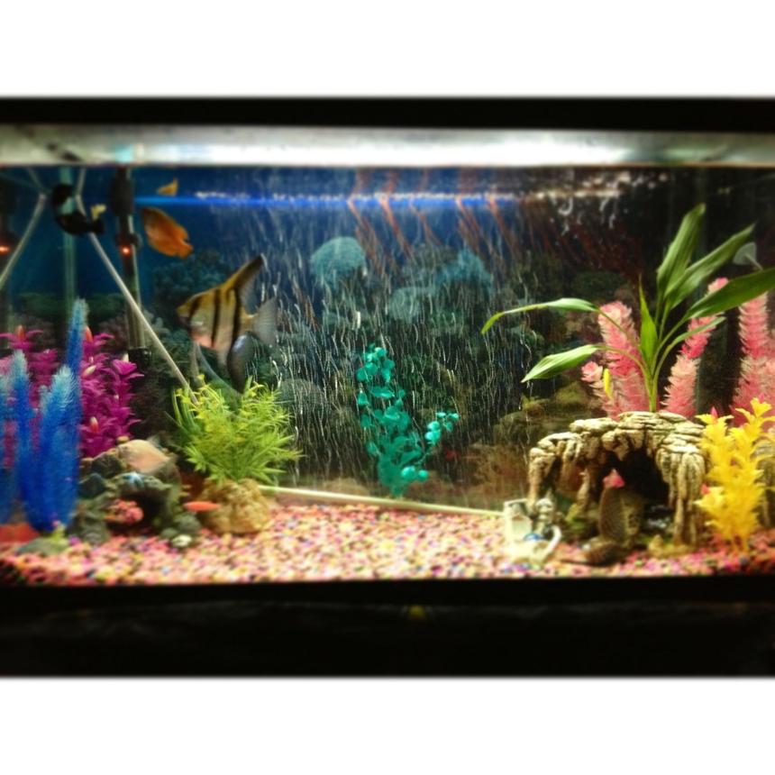 Rated #196: 29 Gallons Freshwater Fish Tank - 29 gallon