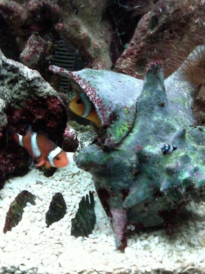 saltwater fish - amphiprion percula - true percula clownfish stocking in 55 gallons tank - Mated clowns in their shell home.