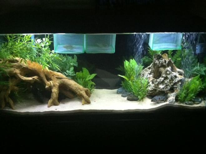55 gallons freshwater fish tank (mostly fish and non-living decorations) - My 55