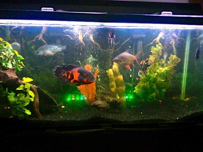 90 gallons freshwater fish tank (mostly fish and non-living decorations) - 90 gallon
