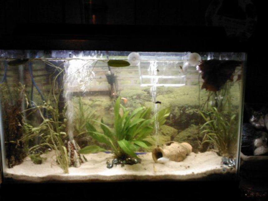 Rated #170: 29 Gallons Freshwater Fish Tank - This is a picture from a few months ago. I had 4 guppies, but they all passed on. I do, however, have 4 batches of their babies in a separate tank :-D