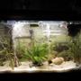 29 gallons freshwater fish tank (mostly fish and non-living decorations) - This is a picture from a few months ago. I had 4 guppies, but they all passed on. I do, however, have 4 batches of their babies in a separate tank :-D