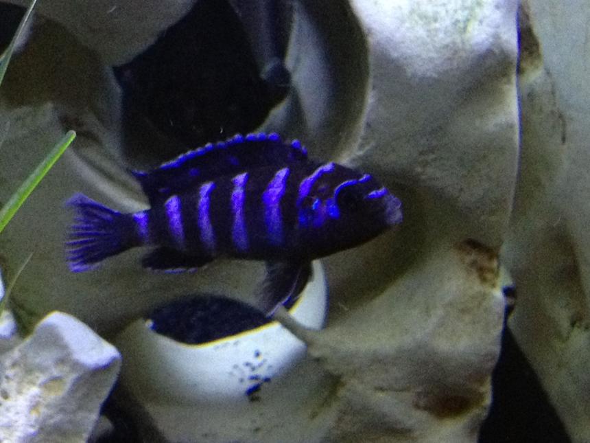 Rated #7: Freshwater Fish - Pseudotropheus Demasoni - Demasoni Cichlid Stocking In 55 Gallons Tank - Demansoni